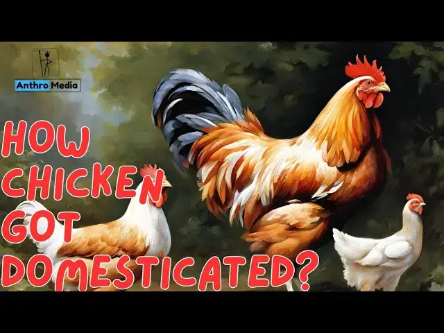 'Video thumbnail for How Chicken got Domesticated?'