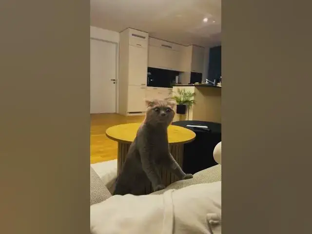 'Video thumbnail for I have the best cat videos #funnyvideo #funnycats'