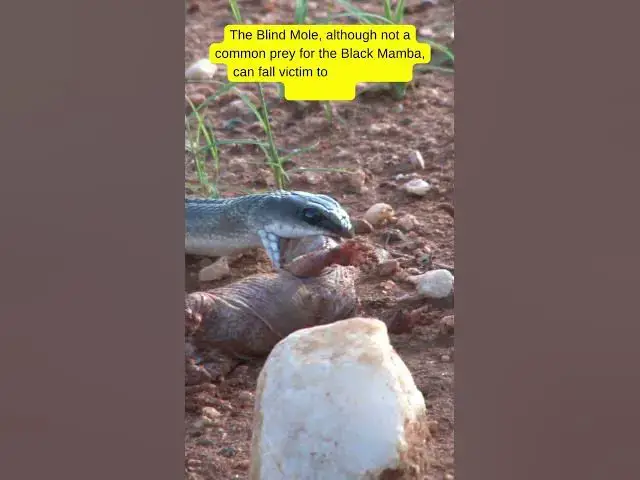 'Video thumbnail for Black Mamba Hunting Blind Mole #snake #blackmamba #mamba #snakevideo #snakes #venomous'