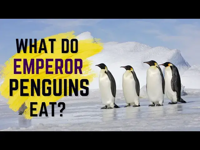 'Video thumbnail for What Do Emperor Penguins Eat - Unveiling Their Diet & Hunting Techniques!'