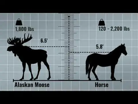 'Video thumbnail for How tall is a moose - Moose height comparison'