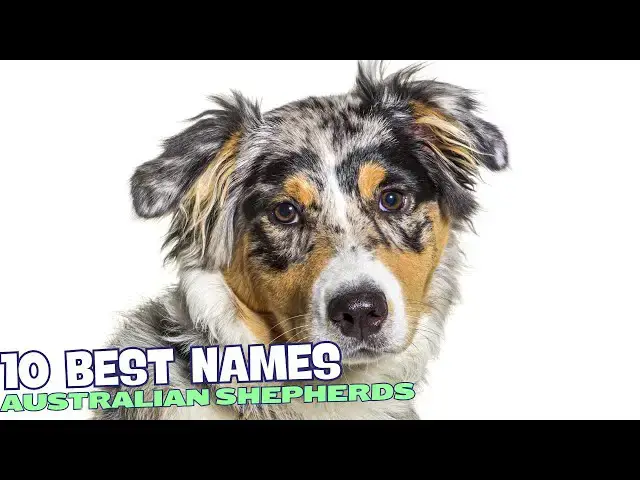 'Video thumbnail for The 10 Best Names for Australian Shepherds 🐾'