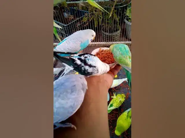 'Video thumbnail for This Amazon bird toy is SO COOL#birds#parrot #birdslover #budgis #lovebirds #budgiegar #cute #health'