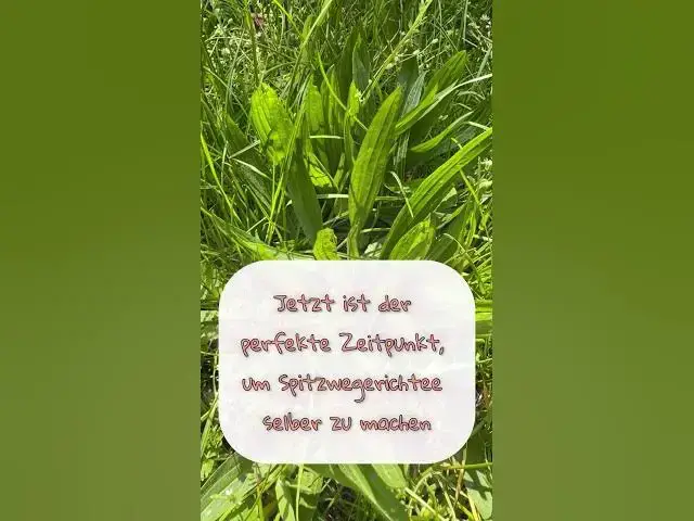 'Video thumbnail for Spitzwegerichtee selber machen - Super einfach und perfekt für den Herbst #springonshorts #diy'