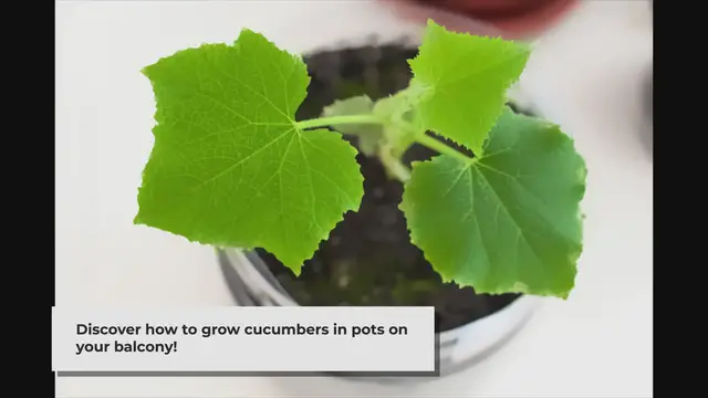 'Video thumbnail for Grow Cucumbers in Pots: A Complete Guide for Urban Gardeners'