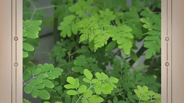 'Video thumbnail for The 300 Diseases Amazing Moringa Can Cure!'