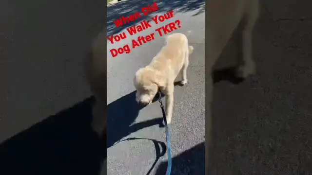 'Video thumbnail for Walking your dog after TKR'