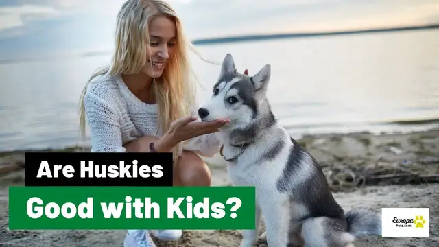 'Video thumbnail for Are Huskies good with kids? Huskies As Family dogs.'