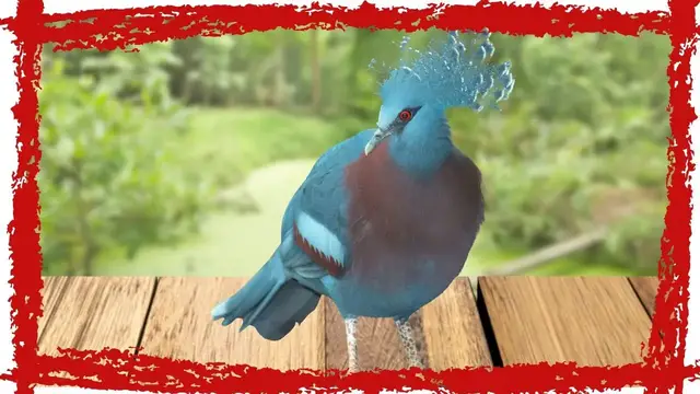 'Video thumbnail for Victoria Crowned Pigeon (Goura victoria) Call & Sound | Victoria Crowned Pigeon Video'