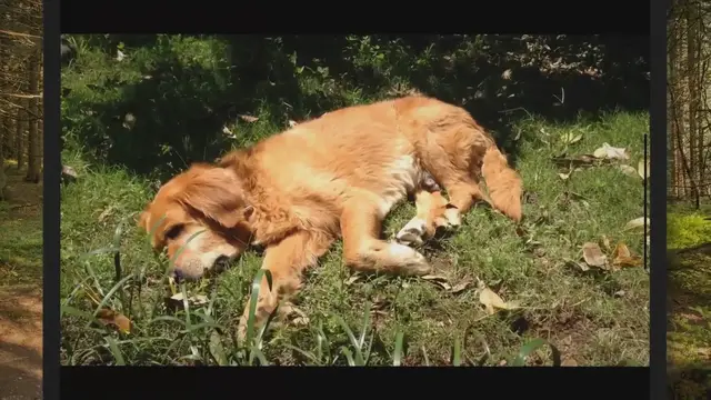 'Video thumbnail for Black Golden Retrievers (9 Facts You Need To Know)'