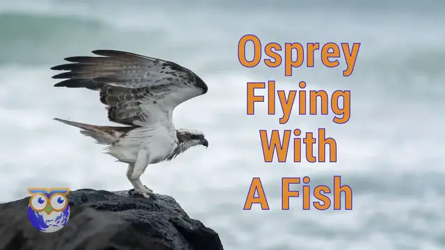 'Video thumbnail for Osprey Flying With A Fish - Ballina South Wall, NSW, Australia'