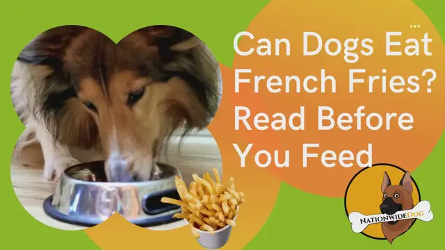 'Video thumbnail for Can Dogs Eat French Fries?'