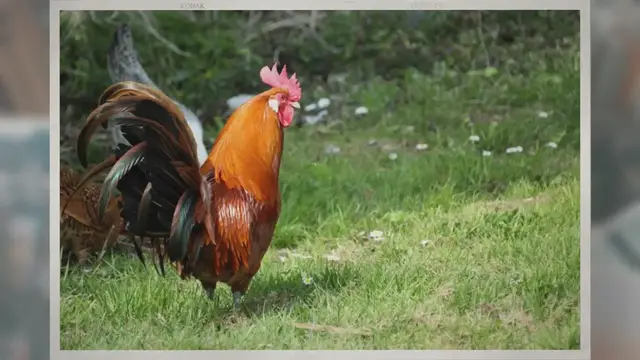 'Video thumbnail for Do Chickens Eat Grass? Can They Live On It?'