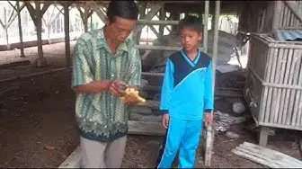 'Video thumbnail for Panen Madu di Bawah Kandang Ayam'