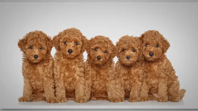'Video thumbnail for Best Poodle Mixes And Crossbreeds'