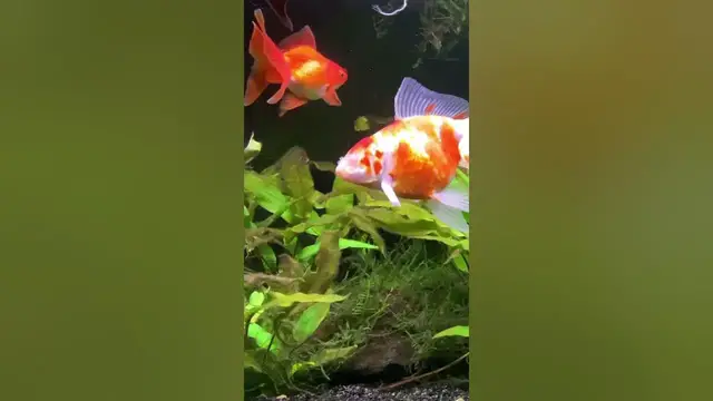 'Video thumbnail for One Eyed Fantial Goldfish 😔'