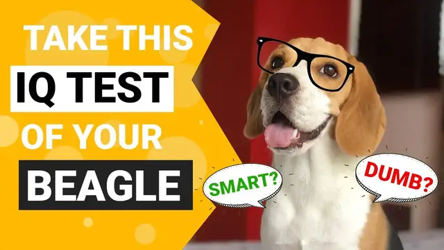 'Video thumbnail for How intelligent is your Beagle - Take this IQ Test'