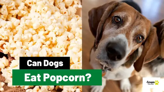 'Video thumbnail for Can Dogs Eat Popcorn? All You Need to Know!'