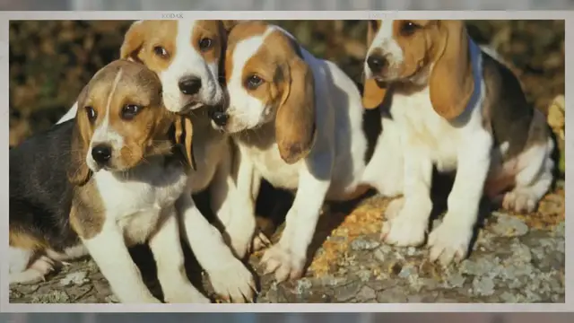 'Video thumbnail for Artois Hound'