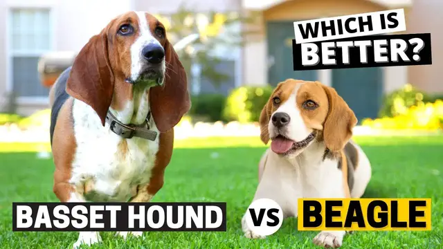 'Video thumbnail for Beagle vs Basset Hound: Which is Better?'