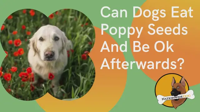 'Video thumbnail for Can Dogs Eat Poppy Seeds And Be Ok Afterwards'