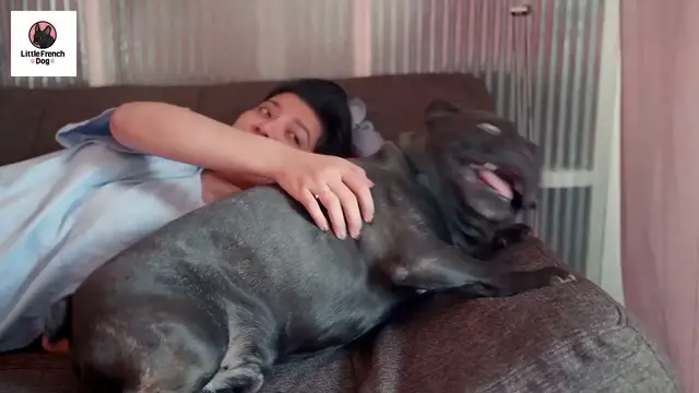 'Video thumbnail for Why Does My French Bulldog Have Bumps And Lumps'