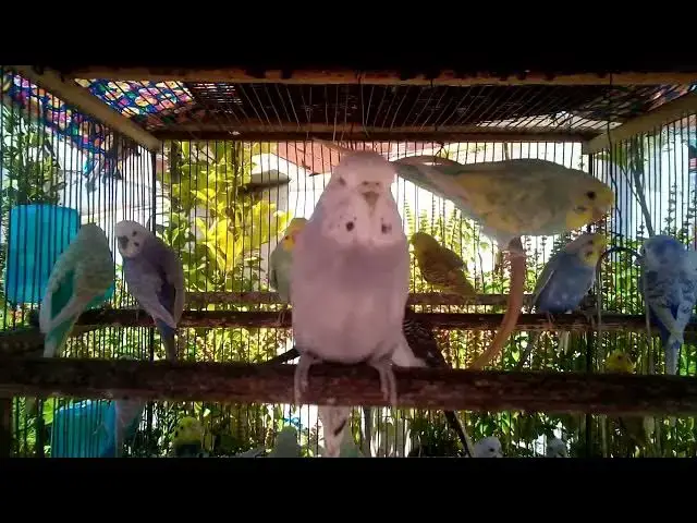 'Video thumbnail for 🦜 Color Harmony Budgies in Their Calm World'