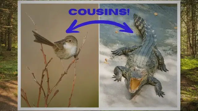 'Video thumbnail for Are Birds Mammals Or Reptiles?'