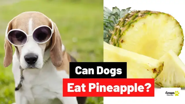 'Video thumbnail for Can Dogs Eat Pineapple? Here's Everything You Need To Know'