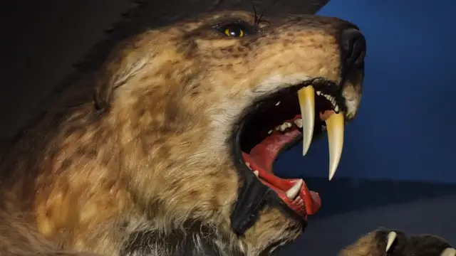 'Video thumbnail for The Reason Why Saber-Toothed Tigers Went Extinct'
