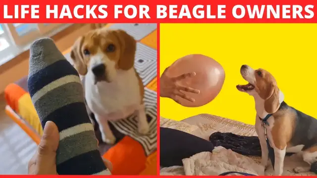 'Video thumbnail for 9 Awesome LIFE HACKS for Beagle Owners'