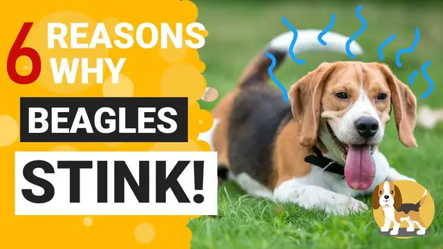 'Video thumbnail for Why does your Beagle Stink so much?'