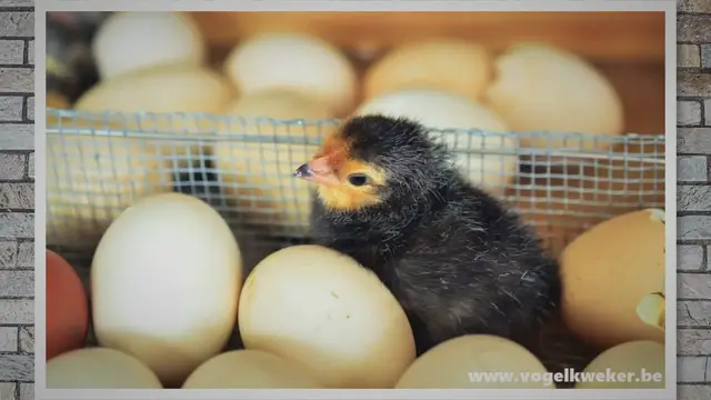 'Video thumbnail for Wat u moet weten over het kopen en verzorgen van broedeieren'