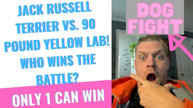 'Video thumbnail for ARE JACK RUSSELL'S DANGEROUS?(JACK RUSSELL VS YELLOW LAB): MY 3-YEAR-OLD IS THE JUDGE OF THE BATTLE'