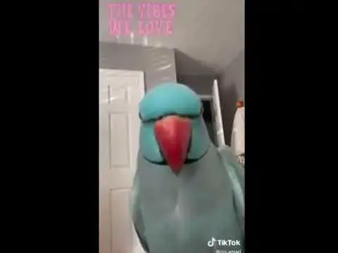 'Video thumbnail for Parrot, duck and yall funny video | parrot funny | duck funny | yall funny #shorts'