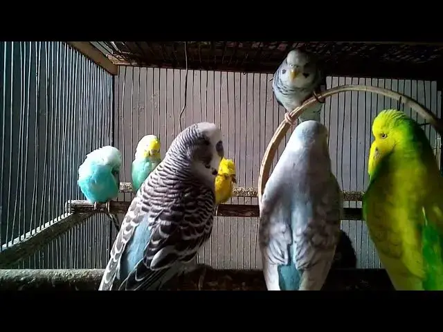 'Video thumbnail for Silence + Parrot Love = Emotional Reset 🔄❤️#EmotionalHealing #QuietMoments #BirdPeace #SelfCare 🧘‍'