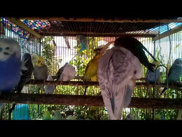 'Video thumbnail for 🟡 What Makes This Budgie Yellow Genetic Secrets!'