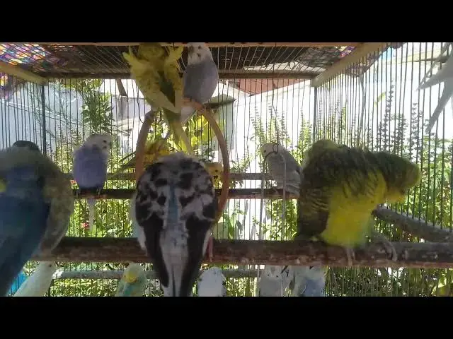 'Video thumbnail for 🟢 Green Budgies vs Blue Budgies – Genetic Comparison'