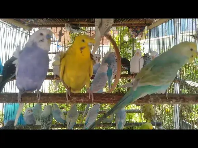 'Video thumbnail for 🧠 Smart Birds Need Smart Fun – For Free!'