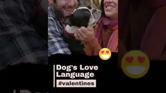 'Video thumbnail for Dog's Love Language #shorts'
