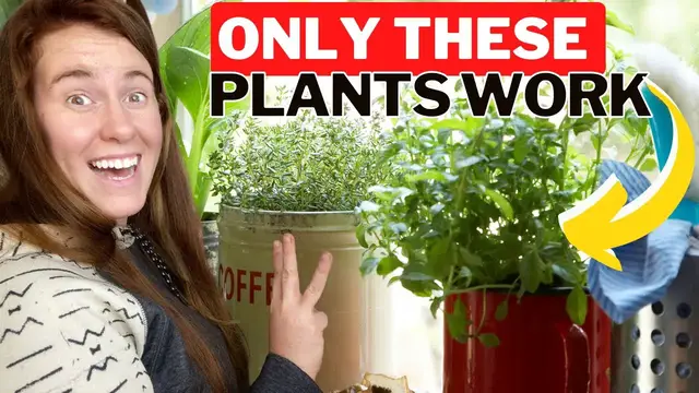 'Video thumbnail for How To Grow Herbs & Vegetables Indoors Without A Grow Light. How To Grow On A Window Ledge.'