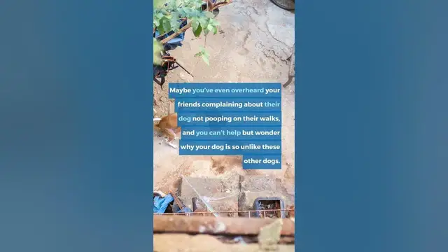 'Video thumbnail for Why Does My Dog Get Runny Poop on Walks'