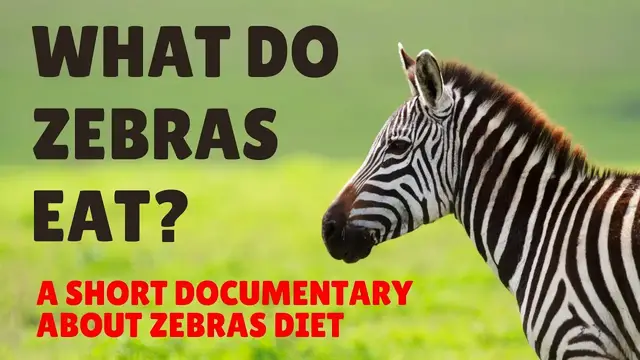 'Video thumbnail for What do Zebras Eat - Zebra Diet in the Wild and Captivity'