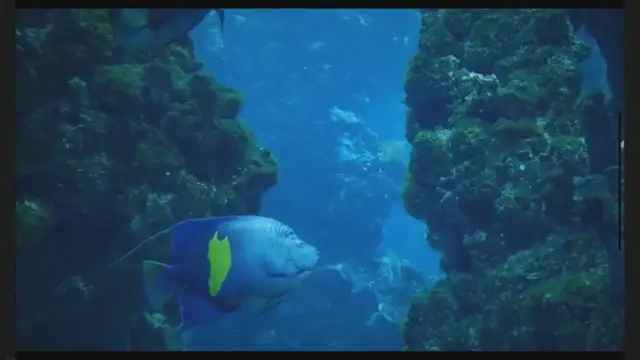 'Video thumbnail for Saltwater Aquarium Maintenance: Proper Guideline'
