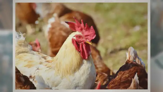 'Video thumbnail for Can You Raise Quail and Chickens Together?'