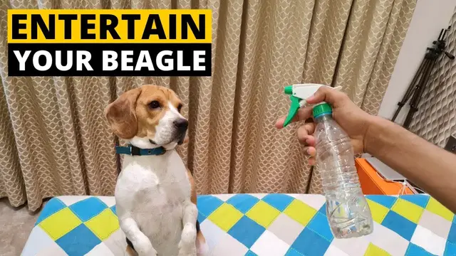 'Video thumbnail for 9 Quick Ways to Relieve your Beagle's Boredom at Home'