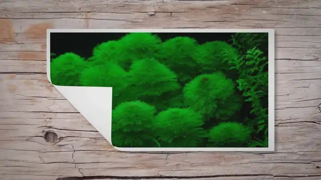 'Video thumbnail for Limnophila aquatica: A Species Care Guide'