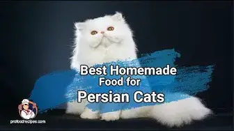 'Video thumbnail for Best Homemade Food for Persian Cats'