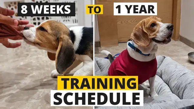 'Video thumbnail for Complete Beagle Puppy Training Schedule by Age'