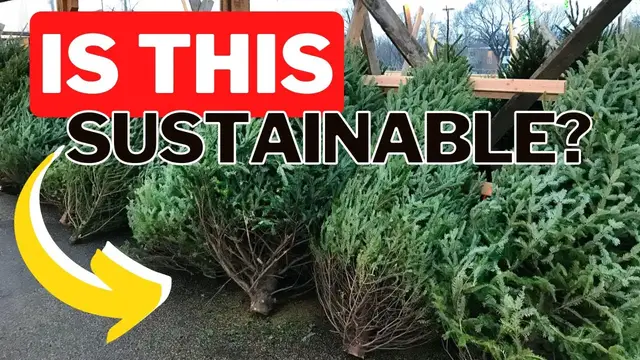 'Video thumbnail for Are Real Christmas Trees Sustainable? Real Christmas Trees Vs. Fake Christmas Trees.'